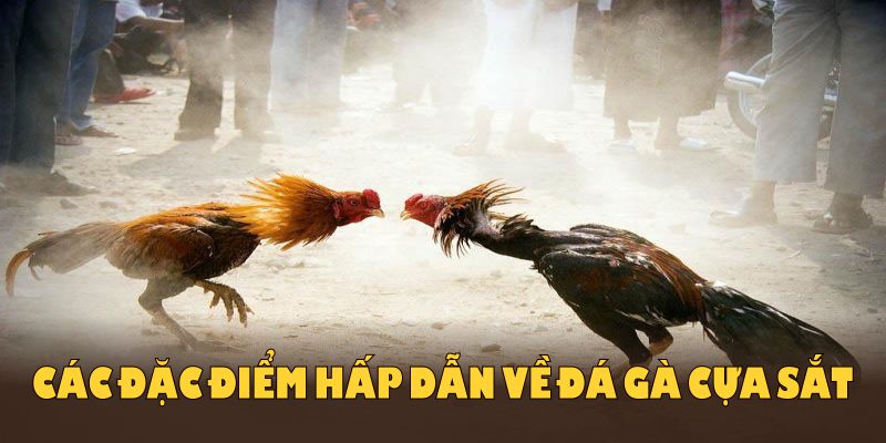 Các đặc điểm hấp dẫn về đá gà cựa sắt và lý do hình thức này phổ biến