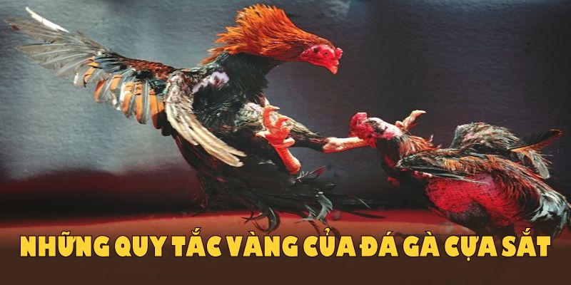 Những quy tắc vàng của đá gà cựa sắt mà bạn cần lưu ý