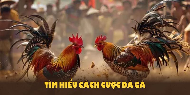 Tìm hiểu cách cược đá gà để tăng cơ hội thắng lợi tốt nhất